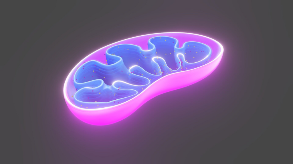 diagram:-lm6izsu-fq= mitochondria